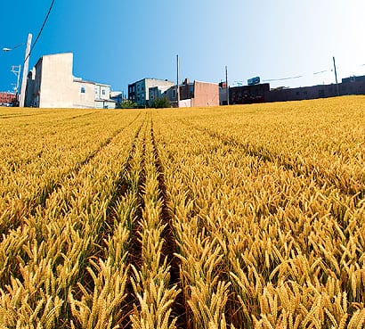 wheat field RT