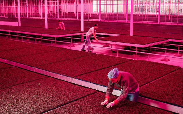 Inside the Koppert Cress greenhouse facility in Monster, Netherlands, red LED lamps promotes growth. Image: Luca Locatelli.